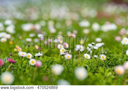Beautiful Meadow In Springtime Full Of Flowering White And Pink Common Daisies On Green Grass. Daisy