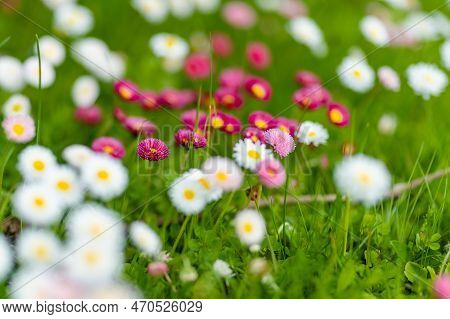 Beautiful Meadow In Springtime Full Of Flowering White And Pink Common Daisies On Green Grass. Daisy