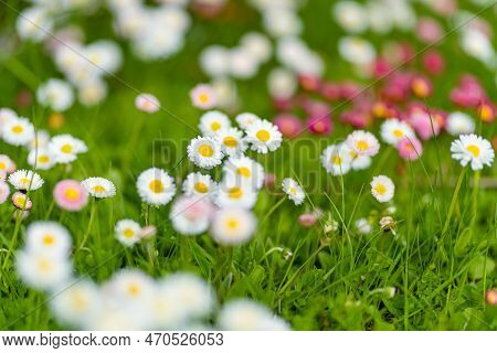 Beautiful Meadow In Springtime Full Of Flowering White And Pink Common Daisies On Green Grass. Daisy