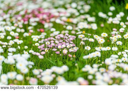 Beautiful Meadow In Springtime Full Of Flowering White And Pink Common Daisies On Green Grass. Daisy