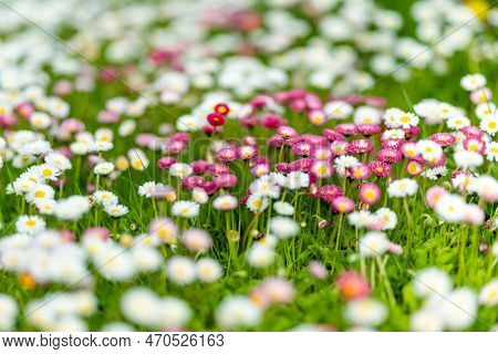 Beautiful Meadow In Springtime Full Of Flowering White And Pink Common Daisies On Green Grass. Daisy