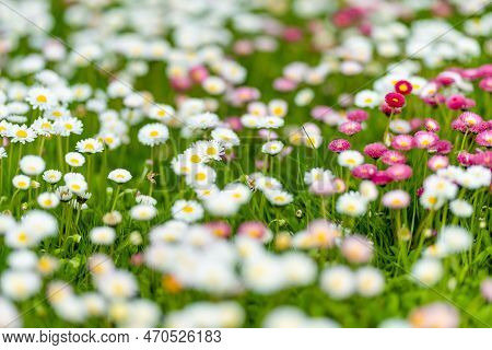 Beautiful Meadow In Springtime Full Of Flowering White And Pink Common Daisies On Green Grass. Daisy