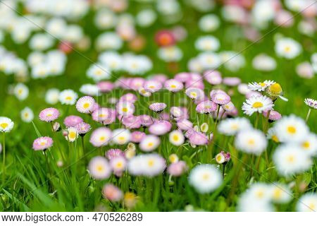 Beautiful Meadow In Springtime Full Of Flowering White And Pink Common Daisies On Green Grass. Daisy