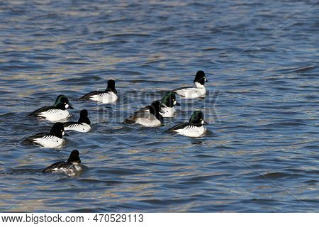 Flock Of Common Goldeneye (bucephala Clangula) And Greater Scaup (aythya Marila) On The River