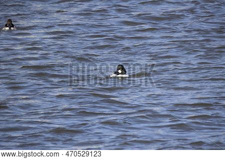 The Common Goldeneye (bucephala Clangula), Drake On The River.