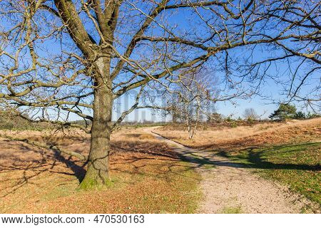 Tree At A Sand Path Through The Sand Dunes Of Drents Friese Wold, Netherlands