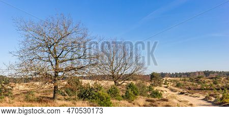 Panorama Of Trees On The Dunes In Drents Friese Wold, Netherlands