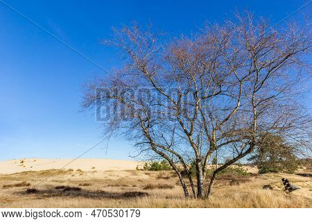 Tree In Front Of The Sand Dunes Of The Drents Friese Wold National Park, Netherlands