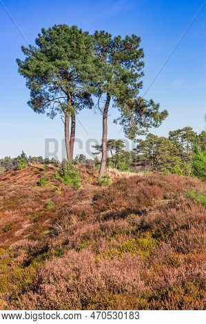 Colorful Heather And Trees In The Drents Friese Wold National Park, Netherlands