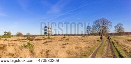 Couple Walking On The Heather Fields Of Drents Friese Wold, Netherlands