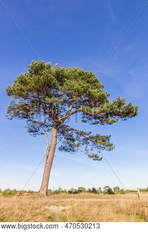 Scots Pine (pinus Sylvestris) Tree In The Heather Fields Of Drents Friese Wold, Netherlands