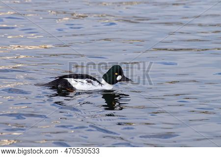 A Duck Swimming In A The Sea