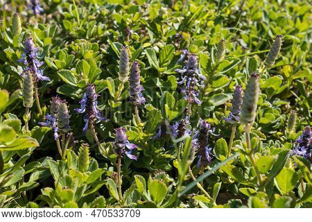 Plectranthus Neochilus (lobster Flower) - A Perennial, Aromatic, Succulent Herb, Which Grows As A Gr