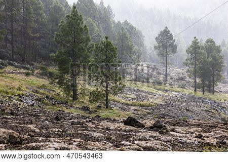 The Sentinel Trees: Guarding The Misty Forest