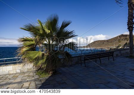 Contrast Of Light And Shadow: A Palm Tree With Ocean And Hill In The Background