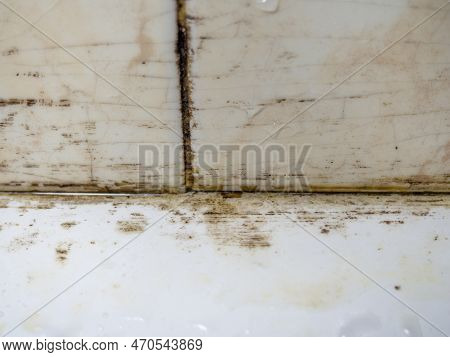 Plumbing. Mold In The Bathroom. Black Dots Of Mold And Yellow Plaque. Black Mold Dirt On Tiles. Requ