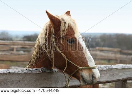 Adorable Chestnut Horse In Outdoor Stable. Lovely Domesticated Pet
