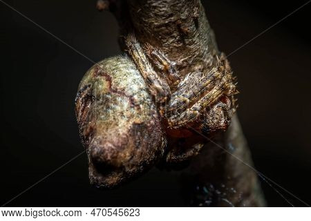A Rare Asterisk Spider (ocrepeira Ectypa) Blends In On A Twig. Raleigh, North Carolina.