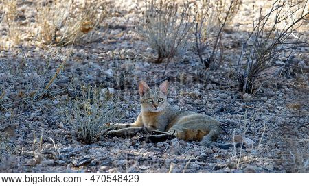 African Wild Cat ( Felis Silvestris Lybica ) Kgalagadi Transfrontier Park, South Africa