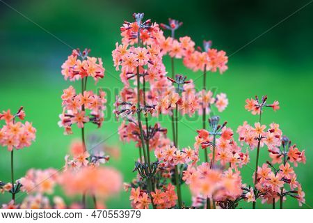 Blooming Plant Primula Proliferae