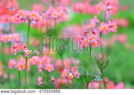 Blooming Plant Primula Proliferae