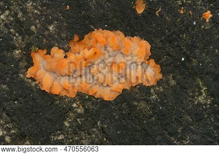 Natural Closeup On The Colorful Wrinkled Crust Orange Fungus, Phlebia Radiata, On A Piece Of Wood In