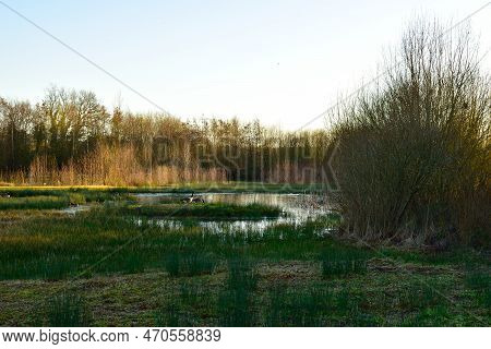 Canadian Geese In Wetland Park Close To Hinckley, Uk