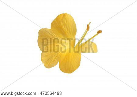 Yellow And Orange Flowers Isolated On White Background.