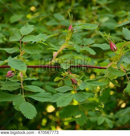 Bright Pink California Wildrose Perennial Shrub Rosa Californica Flower Buds, Large Blooming Red Wil