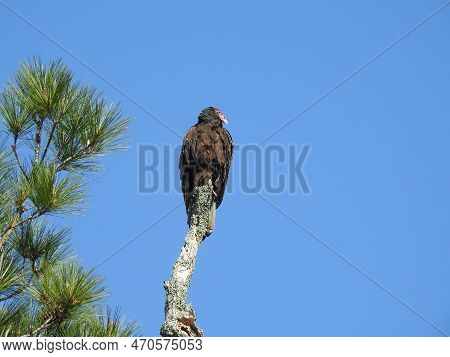 A Turkey Vulture Perched On A Withered Tree, Under A Blue Sky, At A Wildlife Refuge Located On The A