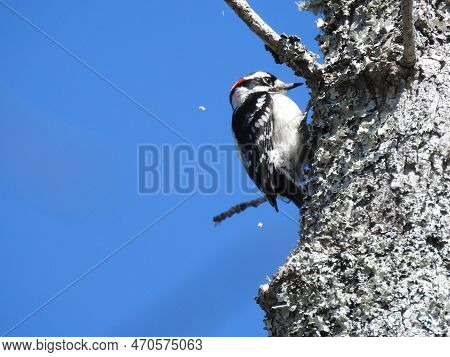 A Downy Woodpecker Pecking At A Tree Trunk In A Wildlife Refuge Located On The Albemarle Peninsula, 