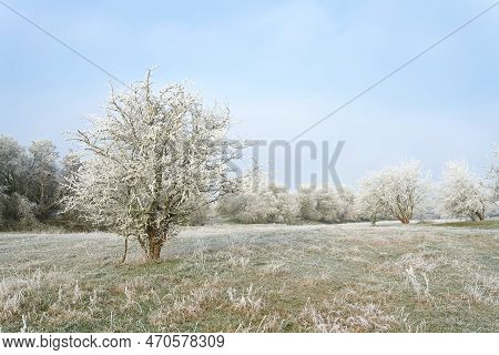 Landscape Panorama With Hawthorn Crataegus Monogyna In A Public Park Near Magdeburg In Germany On A 