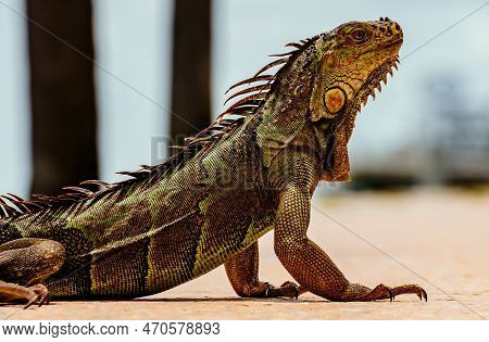 Green Iguana, Also Known As Common Or American Iguana, On Nature Background. Close-up Of The Head Of
