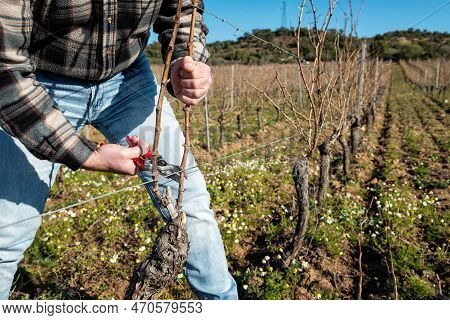 Farmer Pruning The Vine In Winter. Agriculture.