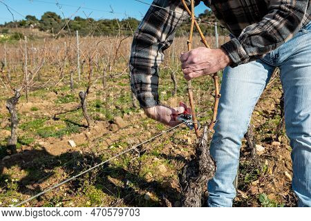 Farmer Pruning The Vine In Winter. Agriculture.