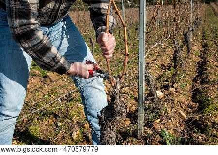 Farmer Pruning The Vine In Winter. Agriculture.