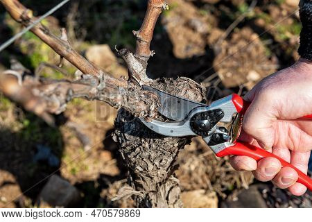 Farmer Pruning The Vine In Winter. Agriculture.