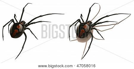 Spider