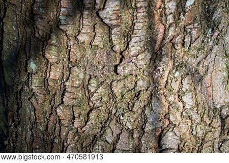 Tree Bark Abstract Texture Background Pattern Multi Use Abstract Image