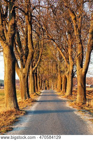Autumn Linden Tree Alley, Evening Autumnal View Of Alley Of Road And Lime Trees