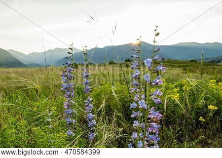 Harebells Bloom As The Sunsets Behind Mountains In Rocky Mountain National Park