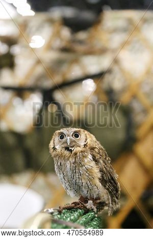 Portrait Of A Beautiful Little Brown Owl In The City By Night. Wild Bird With Big Eyes. Choliba. Clo