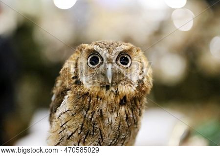 Portrait Of A Beautiful Little Brown Owl In The City By Night. Wild Bird With Big Eyes. Choliba. Clo