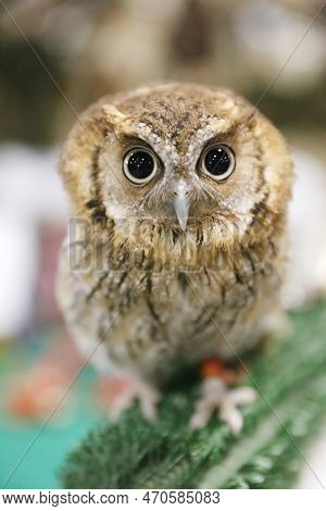 Portrait Of A Beautiful Little Brown Owl In The City By Night. Wild Bird With Big Eyes. Choliba. Clo
