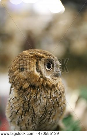 Portrait Of A Beautiful Little Brown Owl In The City By Night. Wild Bird With Big Eyes. Choliba. Clo
