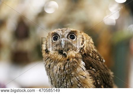 Portrait Of A Beautiful Little Brown Owl In The City By Night. Wild Bird With Big Eyes. Choliba. Clo