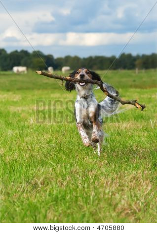 Happy dog di recupero di un grosso bastone