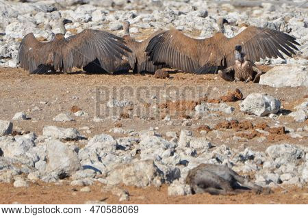 Cape Vultures Near A Cadaver, Etosha Np, Namibia
