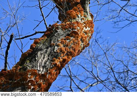 Inonotus Mikadoi. Hymenochaetaceae Mushroom. A Fungus That Infects Wood With Mushrooms That Grow In 