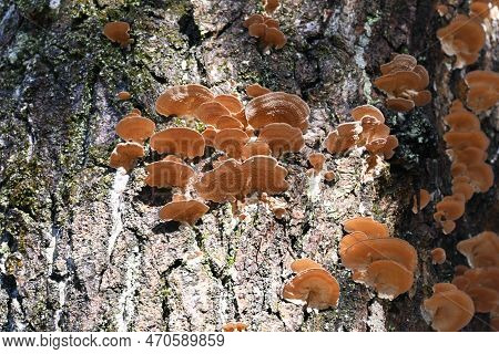 Inonotus Mikadoi. Hymenochaetaceae Mushroom. A Fungus That Infects Wood With Mushrooms That Grow In 